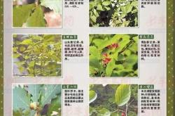 山东省珍贵树种全盘点：13种特有树种！