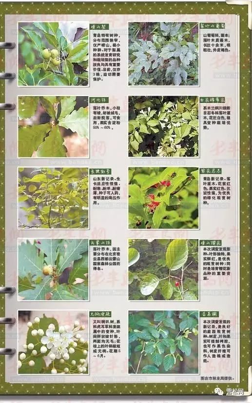常见50种植物_常见种植物科普_常见种植植物